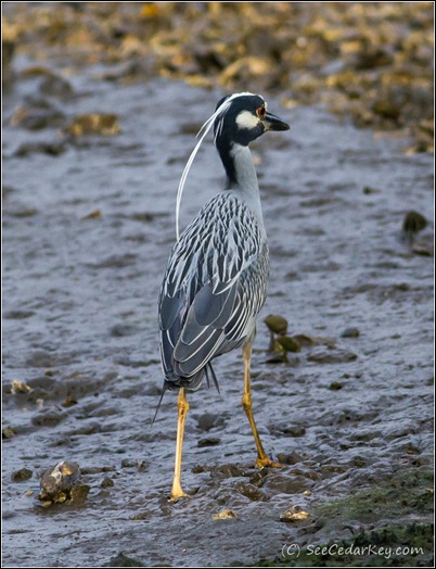 Yellow-crowned Night-Heron