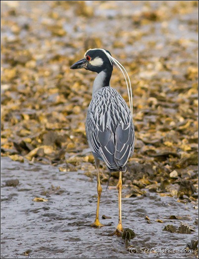 Yellow-crowned Night-Heron