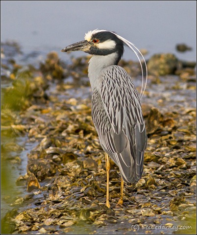 Yellow-crowned Night-Heron