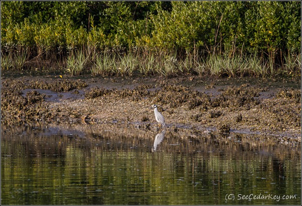 Yellow-crowned Night Heron-Cedar Key