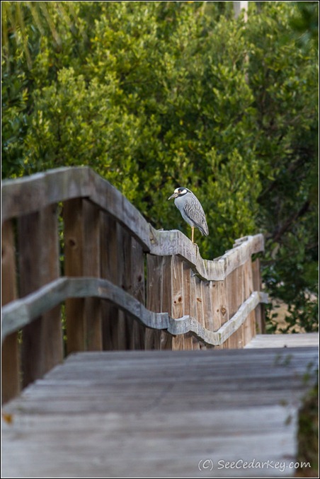 Yellow-crowned Night-Heron- Cedar Key