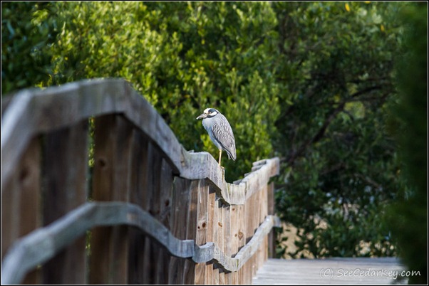 Yellow-crowned Night-Heron