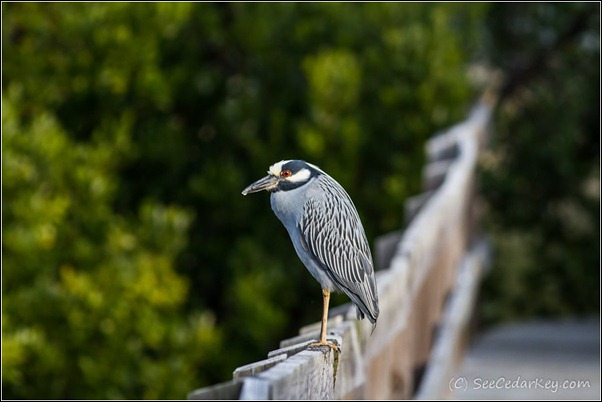 Yellow-crowned Night-Heron