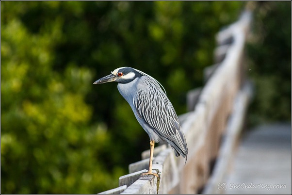 Yellow-crowned Night-Heron