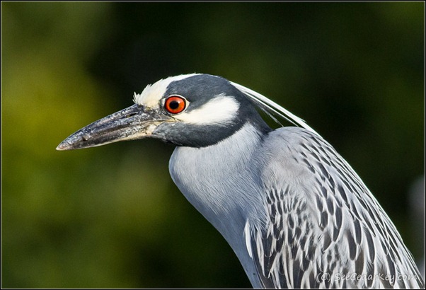 Yellow-crowned Night-Heron