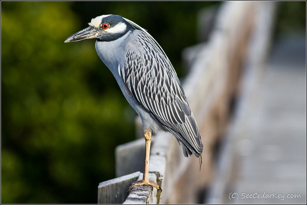 Yellow-crowned Night-Heron