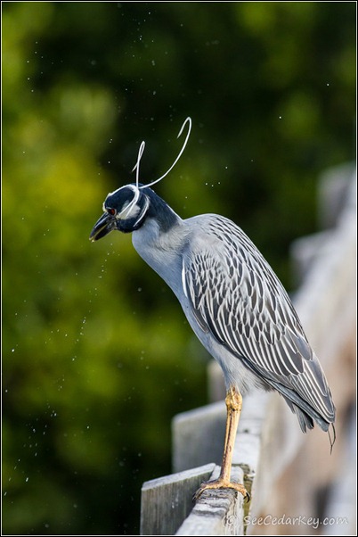 Yellow-crowned Night-Heron