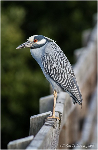 Yellow-crowned Night-Heron