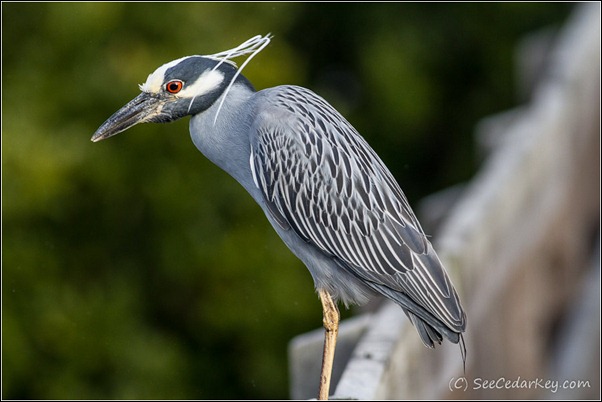 Yellow-crowned Night-Heron