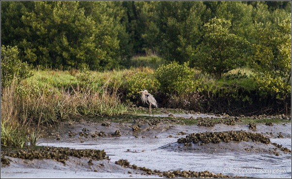 Great Blue Heron - Cedar Key