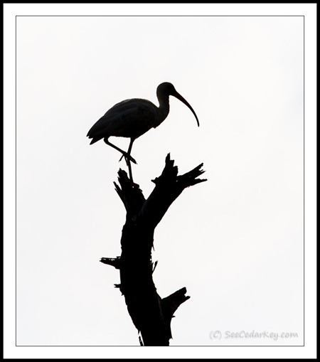 Ibis Silhouette in Cedar Key