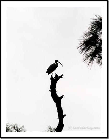 Ibis Silhouette-Cedar Key