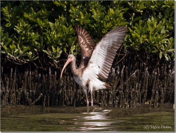 Immature Ibis-1