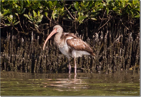 Immature Ibis-2