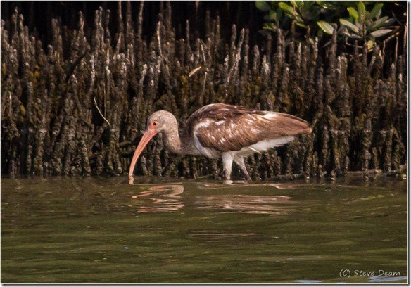 Immature Ibis-Cedar Key