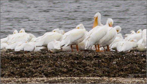 White Pelicans-2