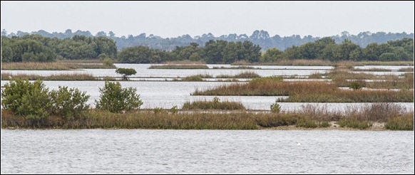 White Pelicans-4