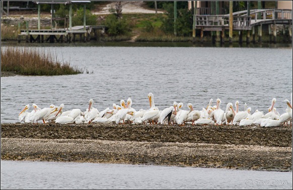 White Pelicans-5