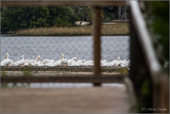 White Pelicans-6