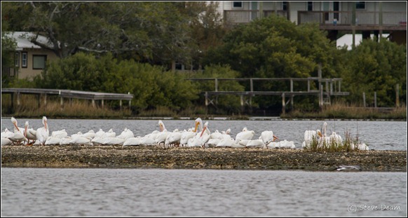 White Pelicans-Cedar Key