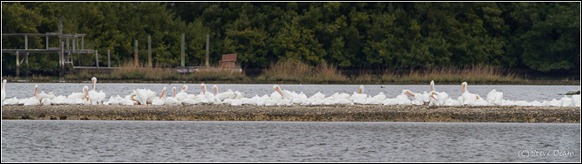 White Pelicans-8