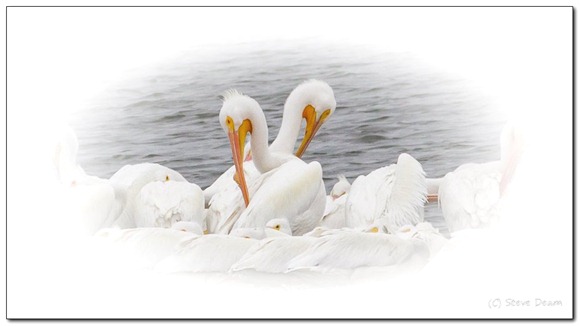 White pelican vignette-1