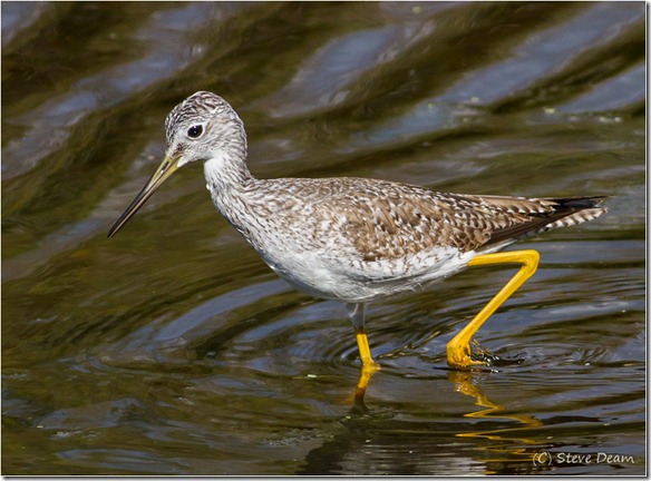 Yellow Legs-Cedar Key