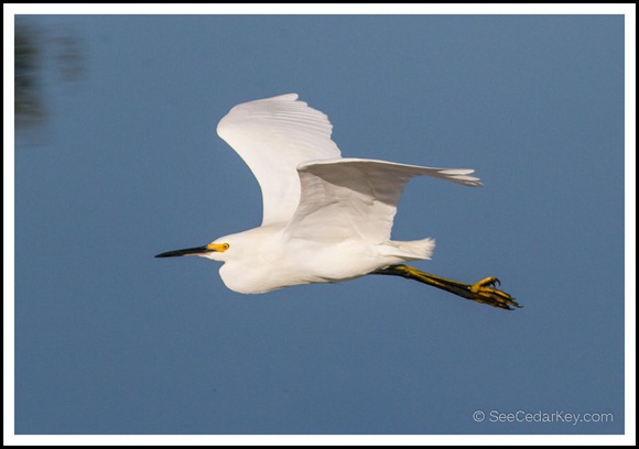 Cedar Key Birds in flight