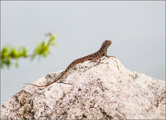 Brown Anole-2