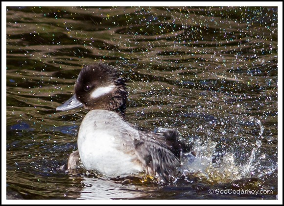 Bufflehead-1