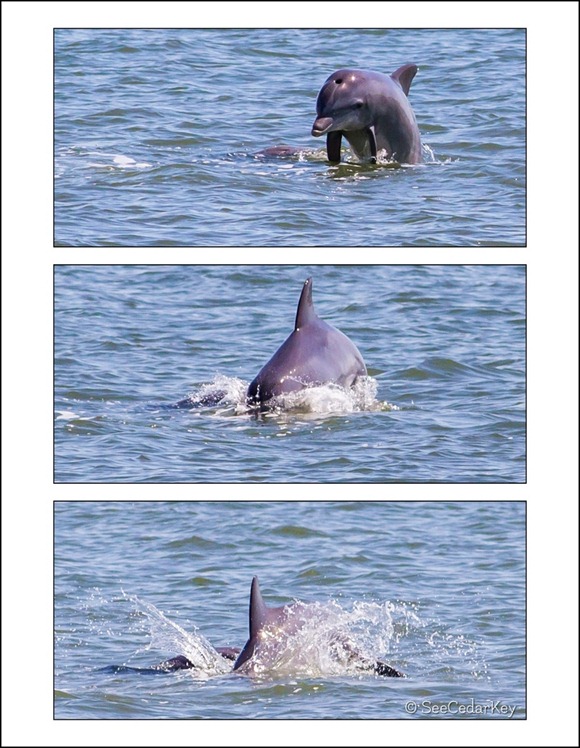 Dolphin jump 800