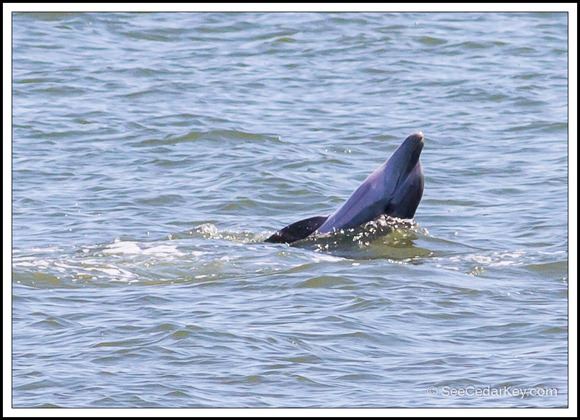 A young Dolphin at Cedar Key