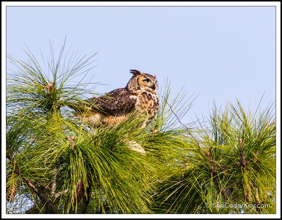 Great Horned Owl of Cedar Key