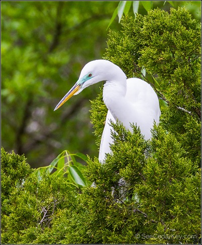 Great White Egret-3