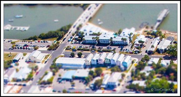 Miniature Cedar Key-5