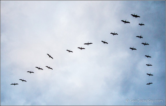 Pelicans flying in-1
