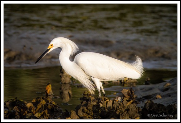 Snowy Egret 032012-1