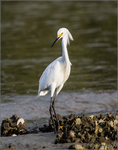 Snowy Egret 032012-2