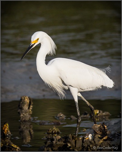 Snowy Egret 032012-3