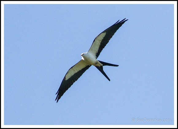 Swallow-tailed Kite-1