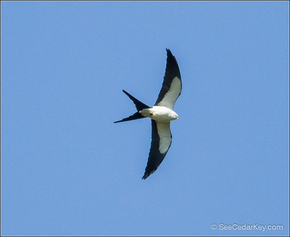 Swallow-tailed Kite-2