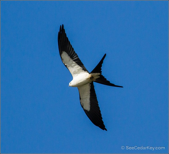 Swallow-tailed Kite-3