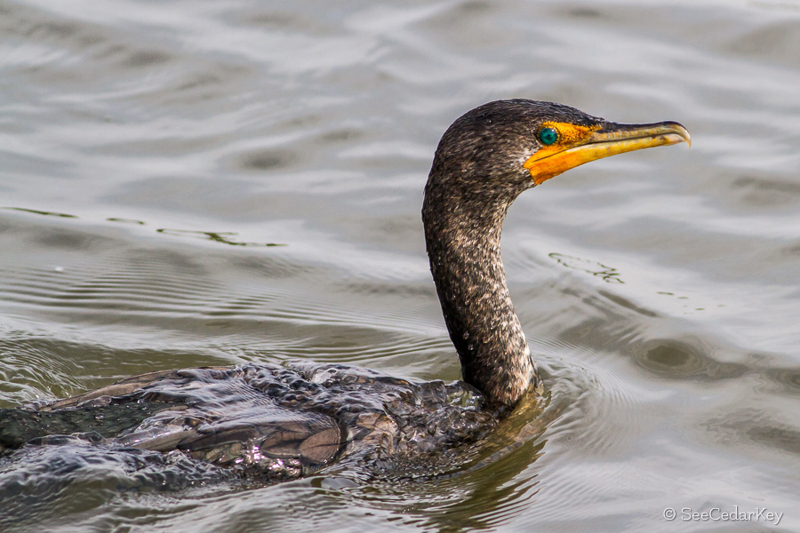 Bird Images Of Cedar Key, Florida